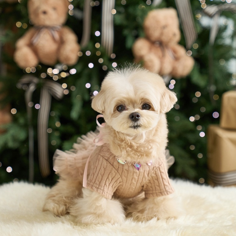 珠寶芭蕾舞紗裙Jewelry Tutu Ops 駝色 (Camel)- It’s sunny outside