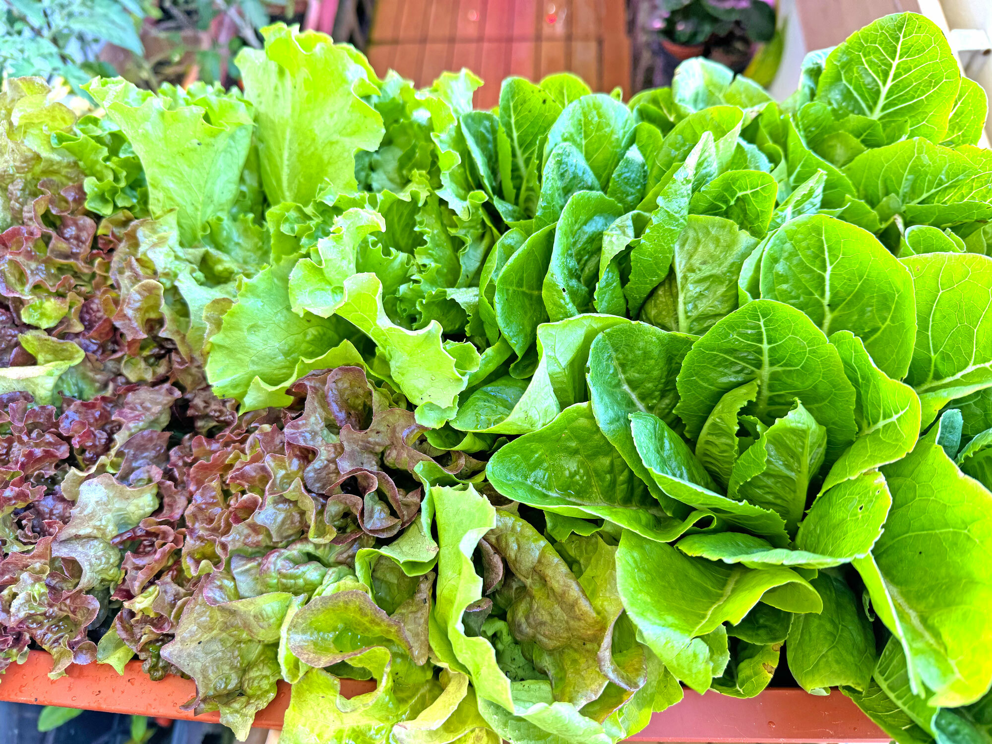 熊老闆自種無毒蔬菜-有機綠豆芽菜