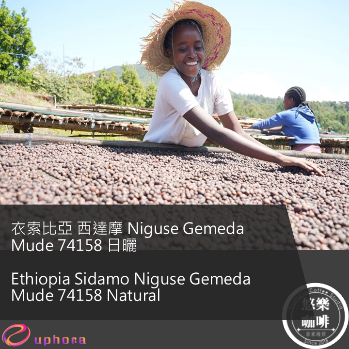 衣索比亞 西達摩 Niguse Gemeda Mude 74158 日曬 悠樂獨家批次