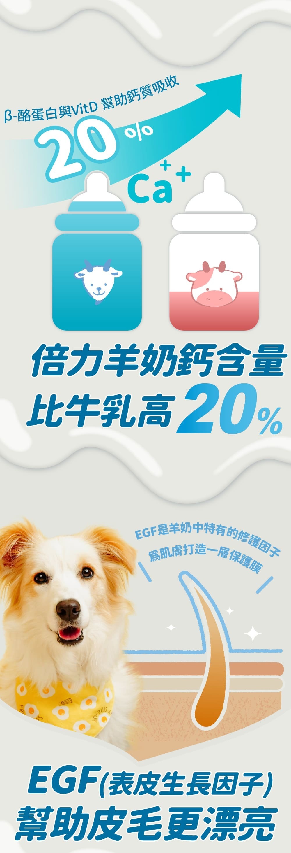 【營養保健品】Blue Bay 倍力頂級羊奶粉 (挑食剋星-狗貓奶粉) 350g