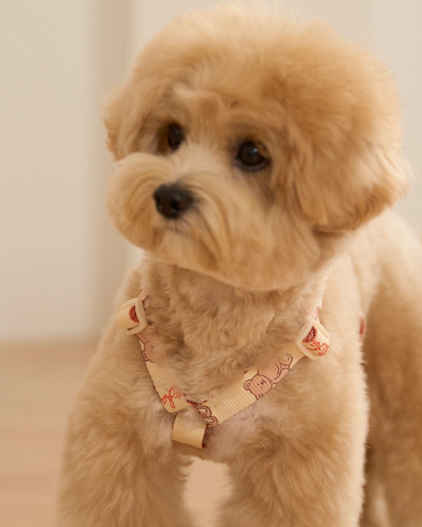 《 LikaLika 》印花尼龍胸背帶