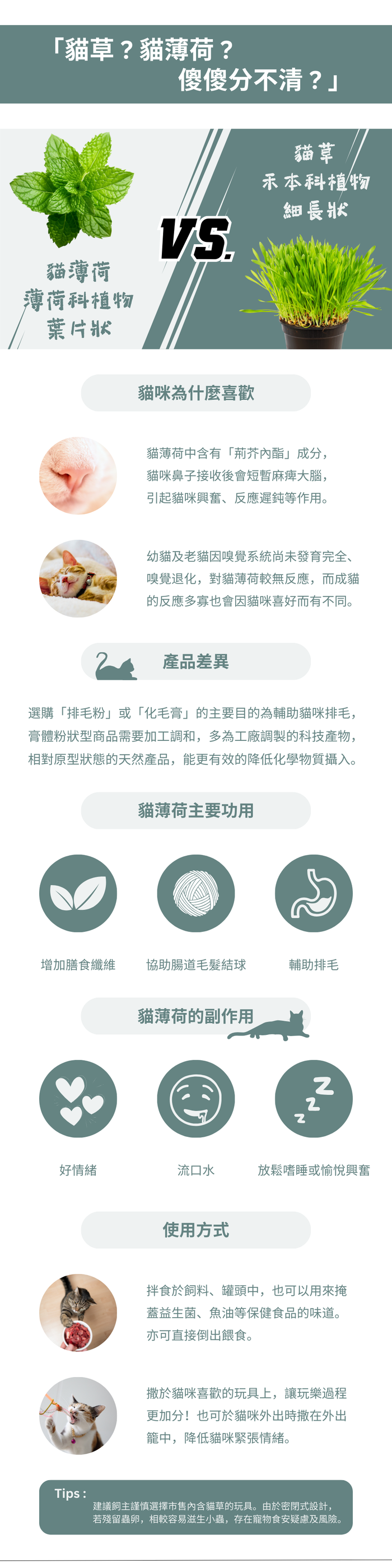 貓薄荷介紹