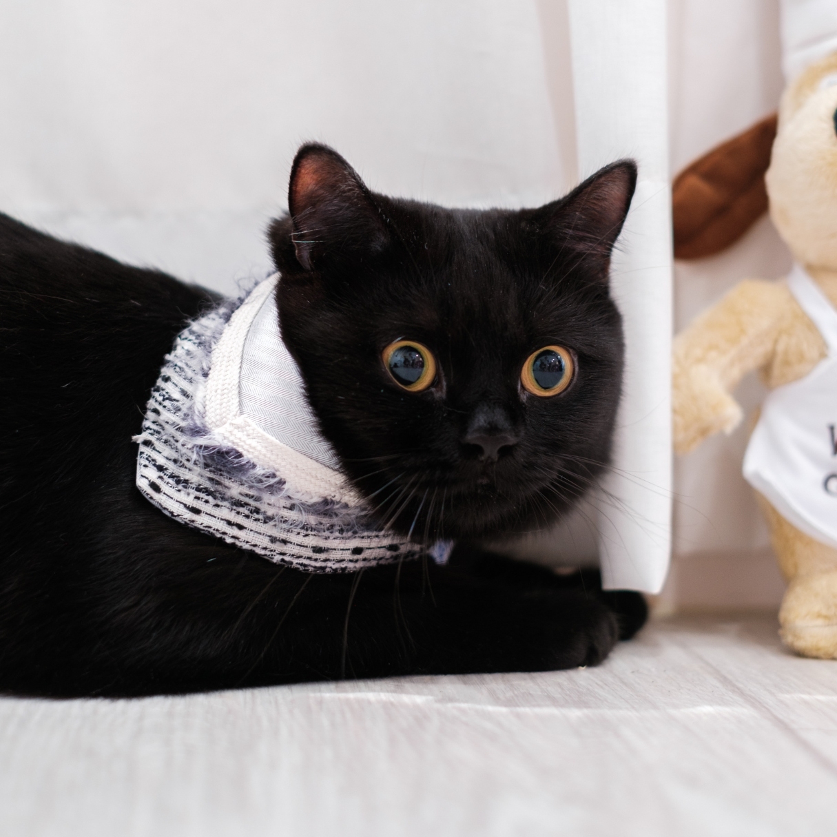 PuriPuri® 寵物領巾 - 芝麻冰旋風