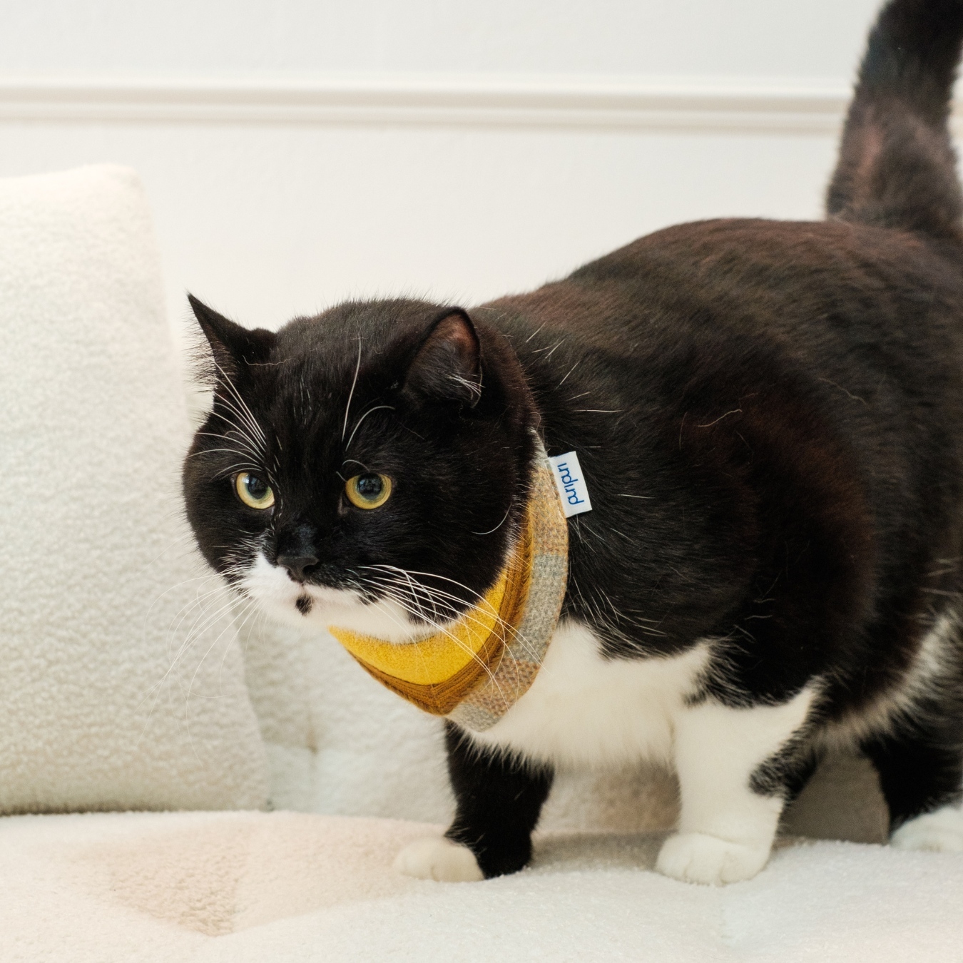 PuriPuri® 寵物領巾 - 芒果千層酥