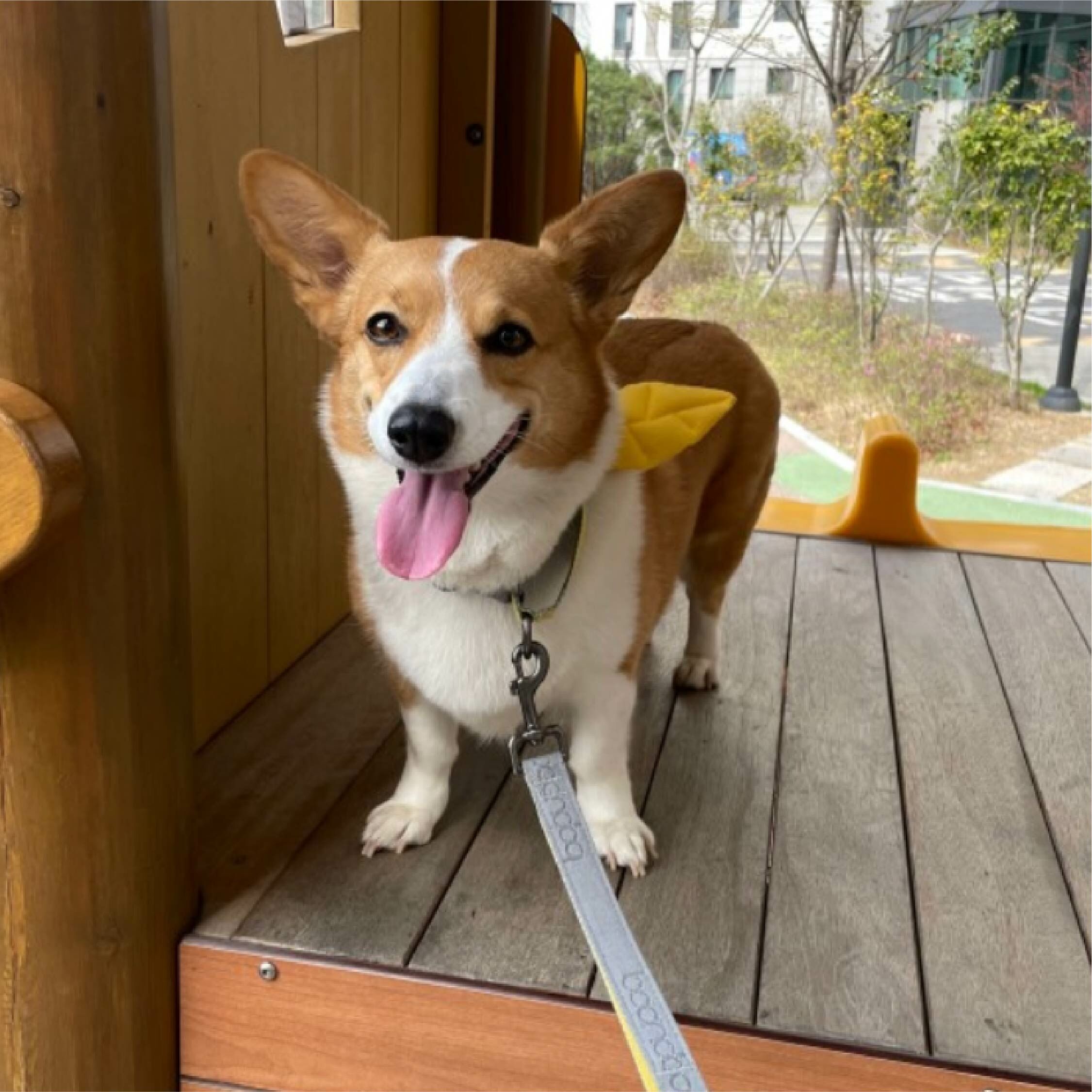 HIKOINU - 韓國胸背裝飾 - 黃色葉子