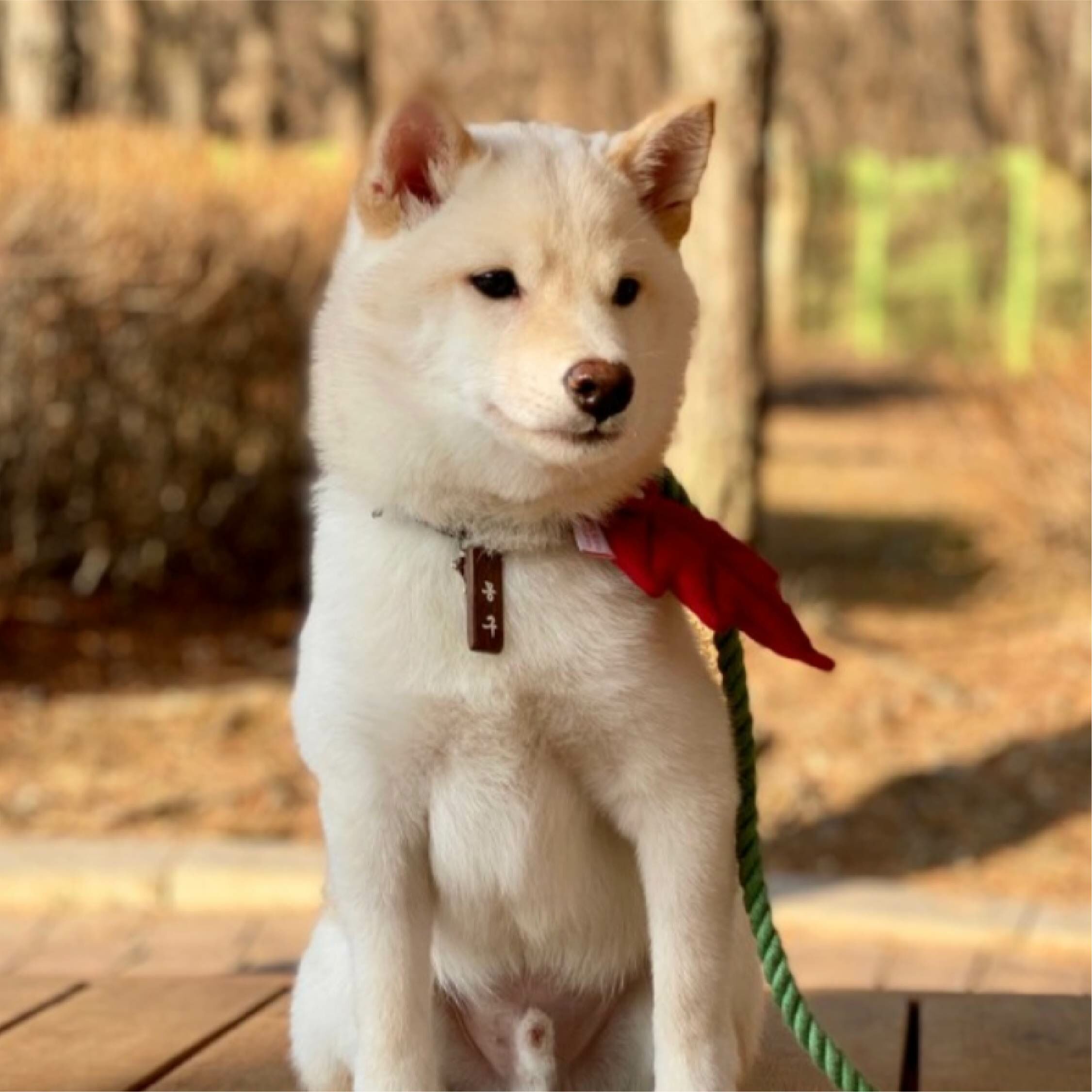 HIKOINU - 韓國胸背裝飾 - 紅色葉子