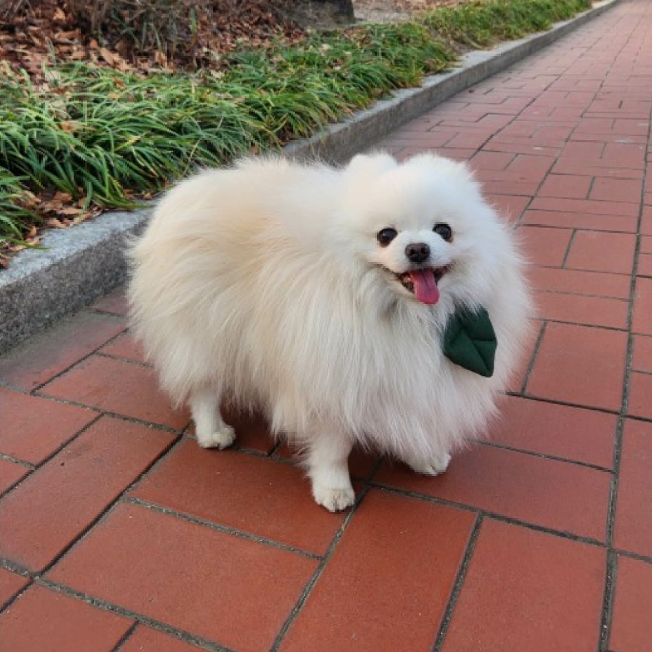 HIKOINU - 韓國胸背裝飾 - 深綠色葉子