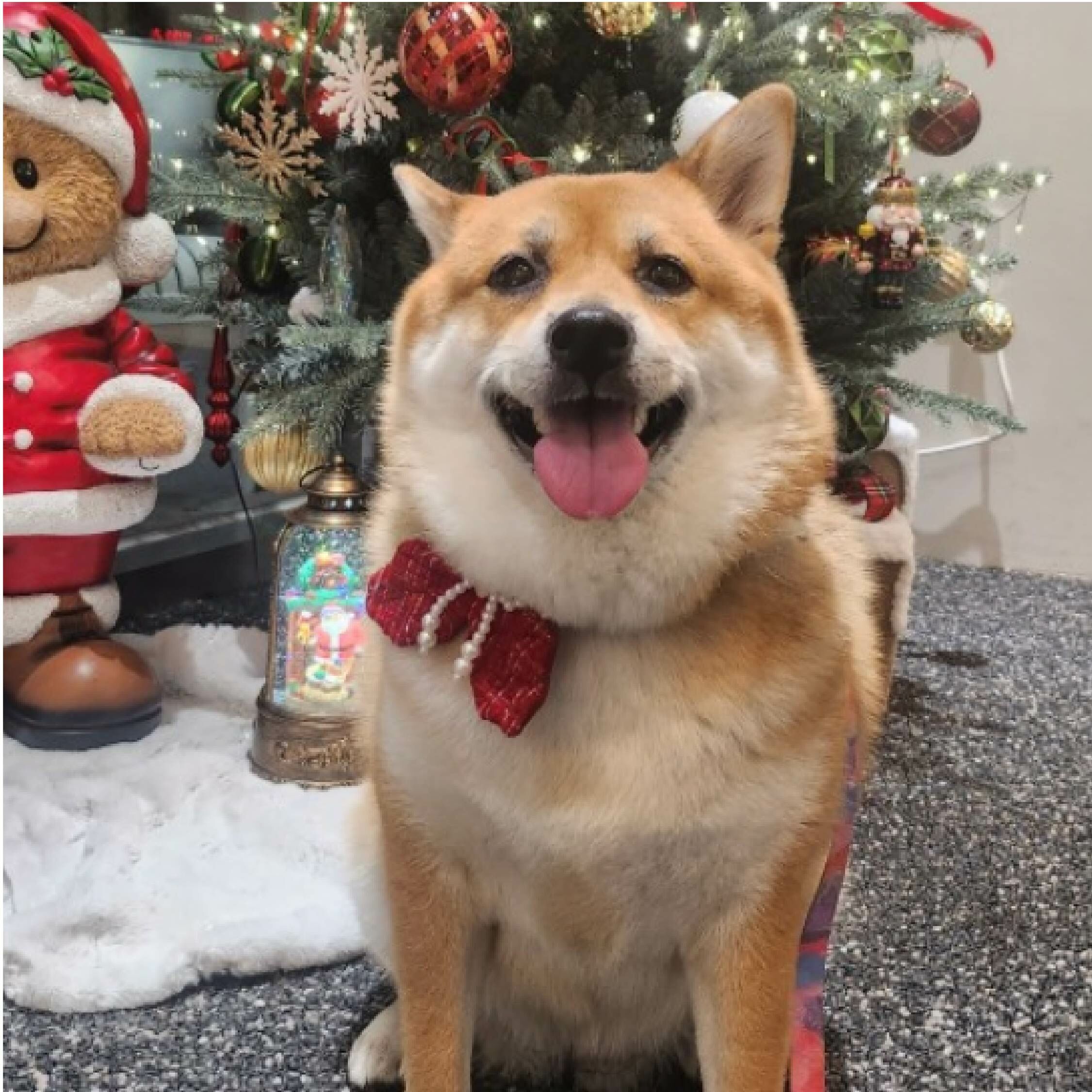 HIKOINU - 韓國胸背裝飾 - 紅亮雙葉配珍珠蝴蝶結鍊