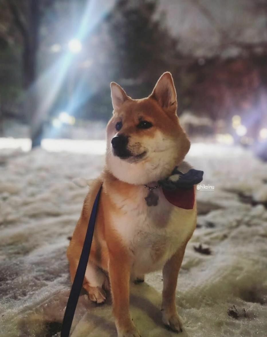 HIKOINU - 韓國胸背裝飾 -含苞待放