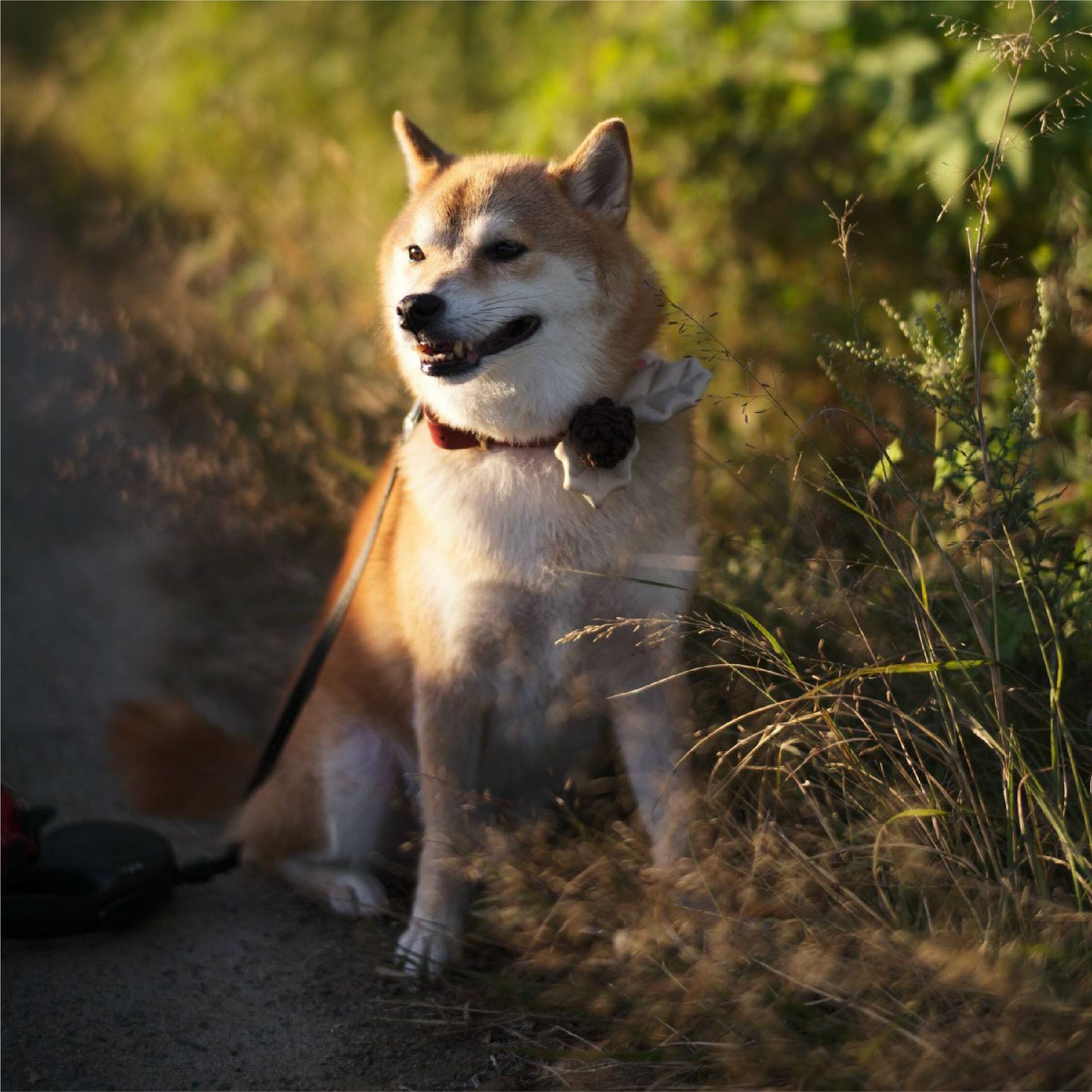 HIKOINU - 韓國胸背裝飾 - 皮革雙灰葉