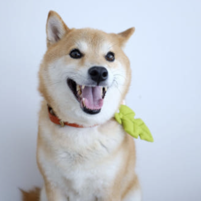 HIKOINU - 韓國胸背裝飾 - 淺綠葉子