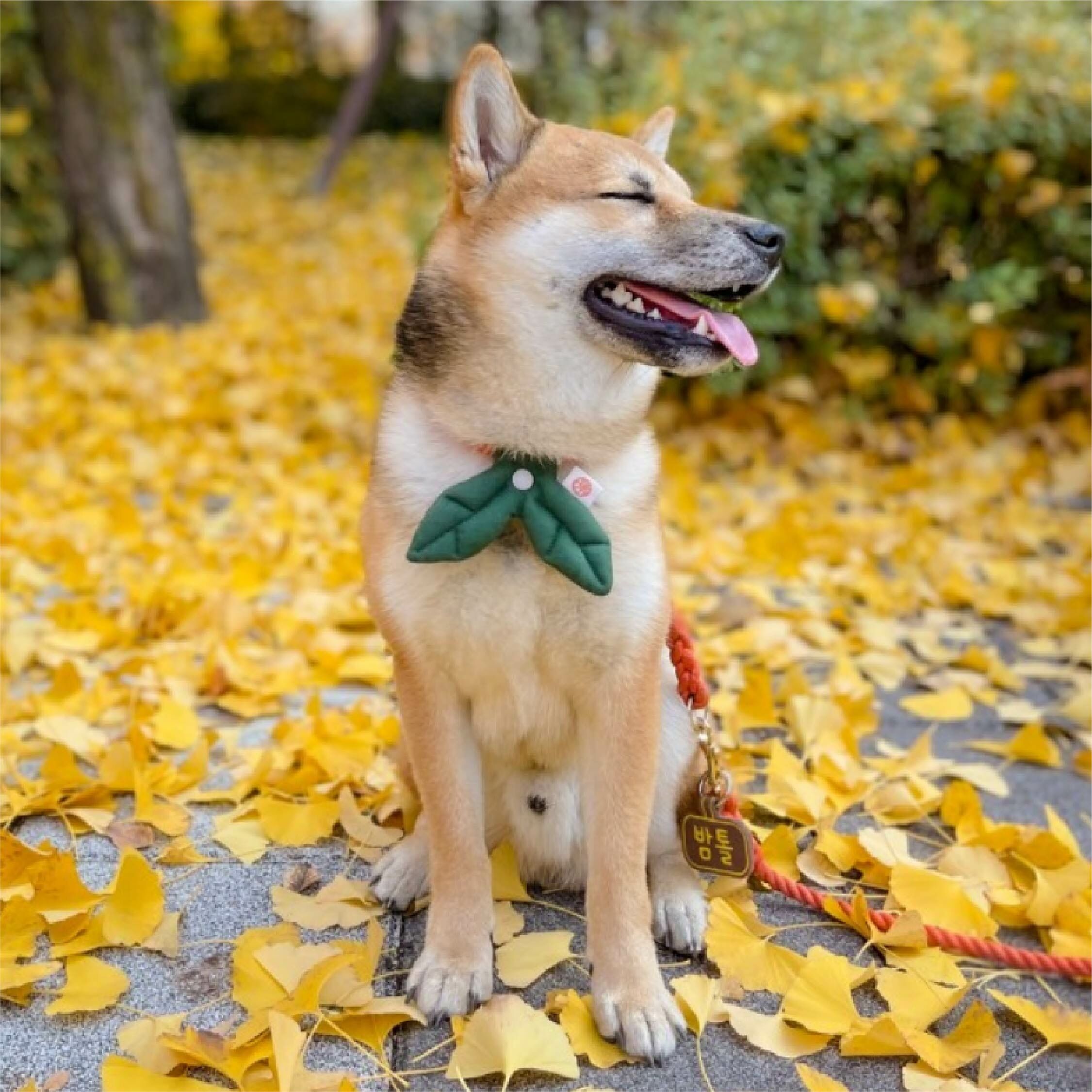 HIKOINU - 韓國胸背裝飾 - 深綠雙葉