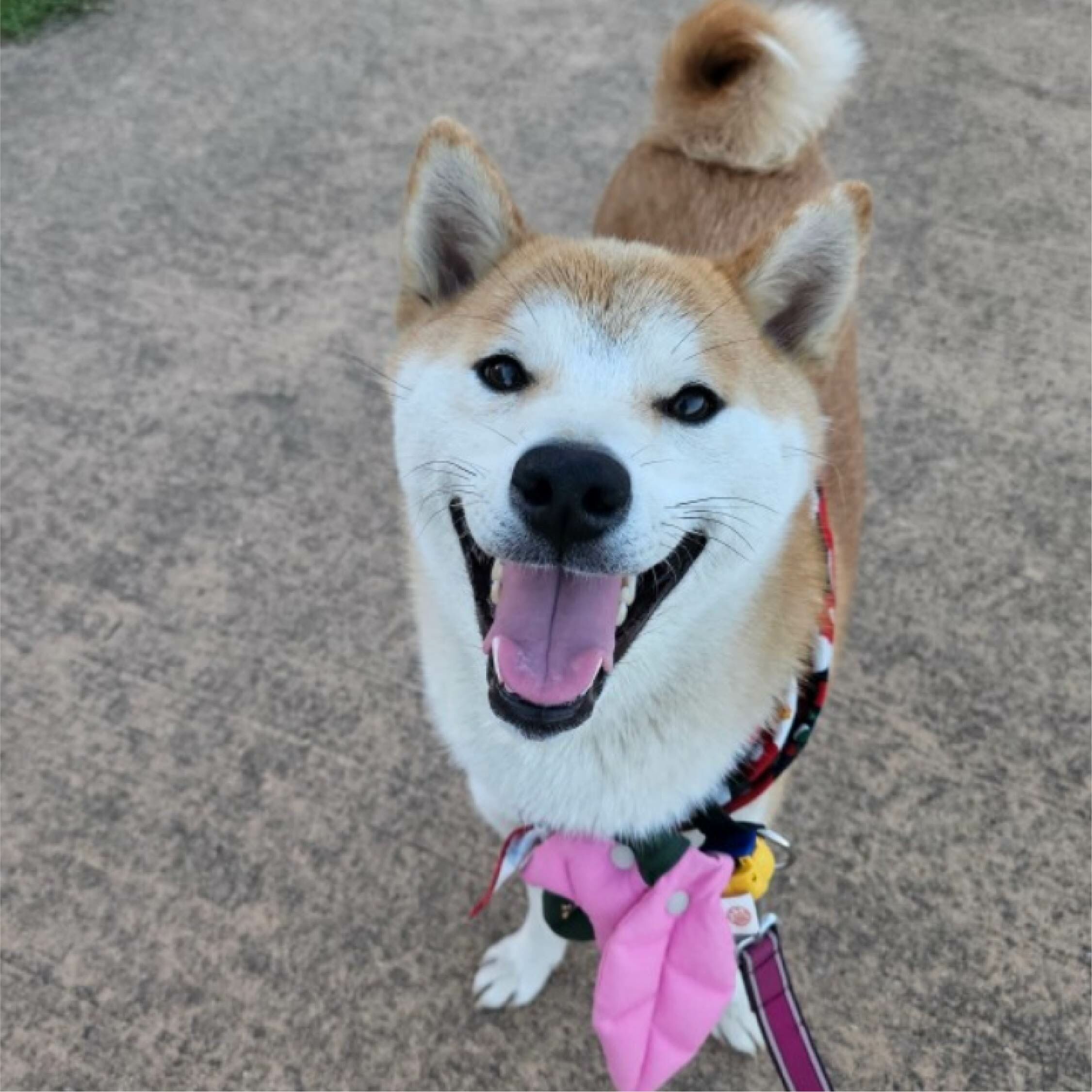 HIKOINU - 韓國胸背裝飾 - 粉色葉子