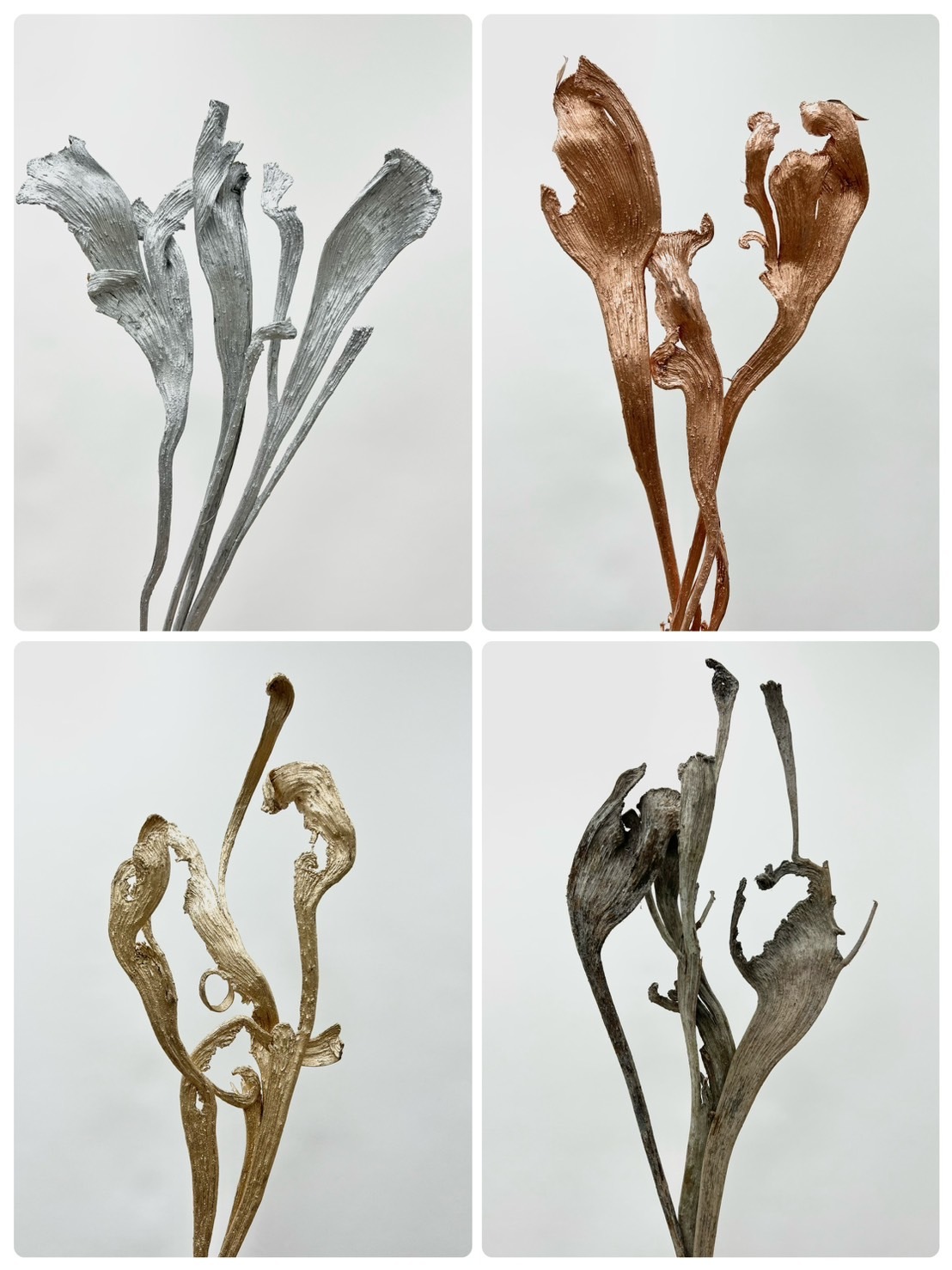 乾燥人心木(3支)