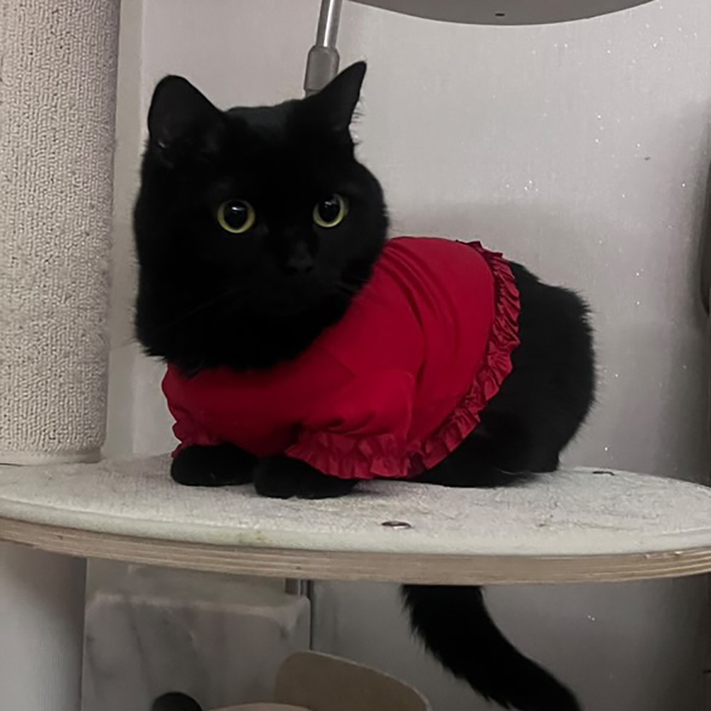 pebs  | 荷葉邊T恤 紅色