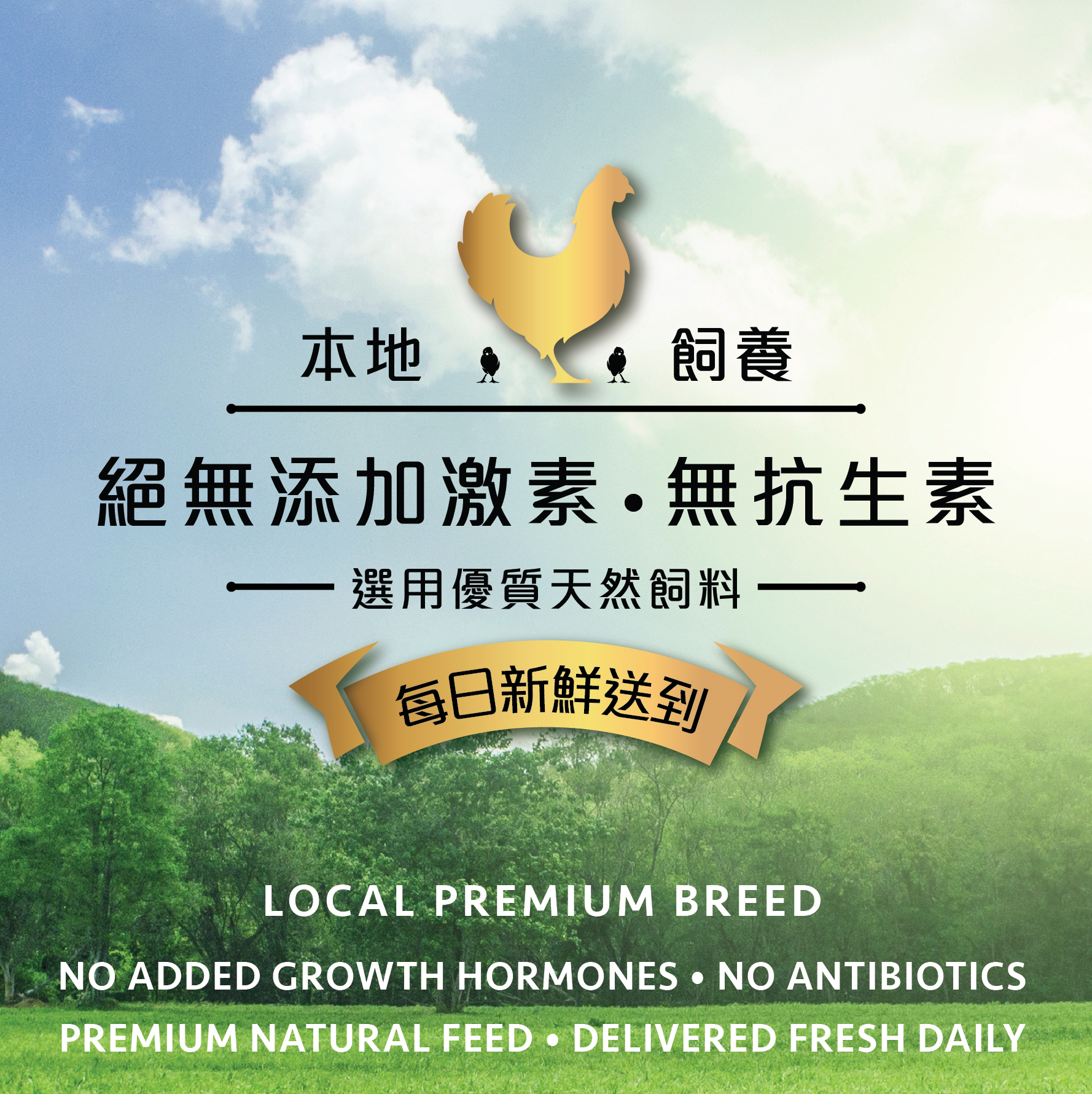 新鮮雞 - 元朗金棠鷄 (門市自取/九龍區:星期五送貨)