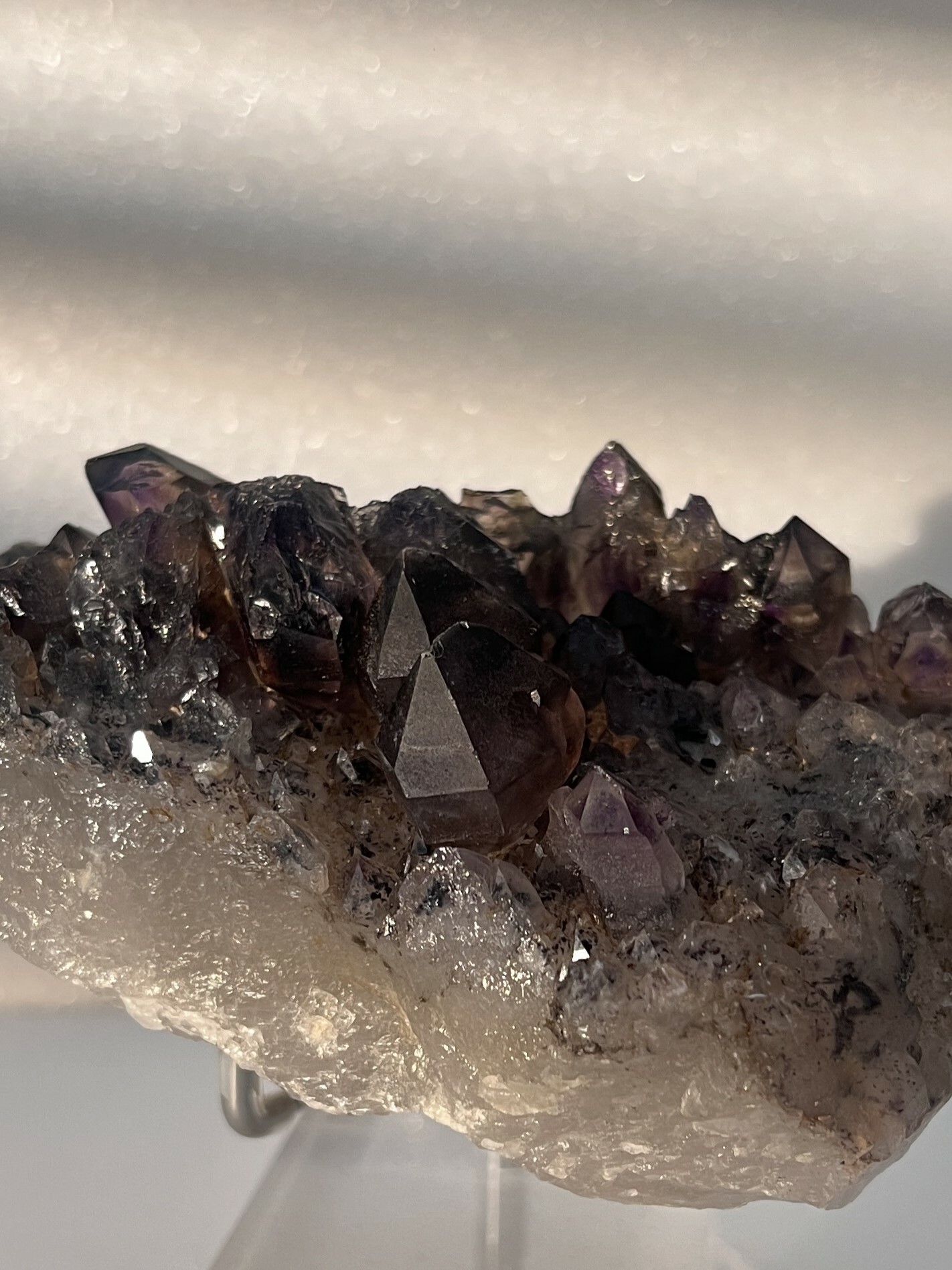 骨幹黑超七 Black Gold Super 7