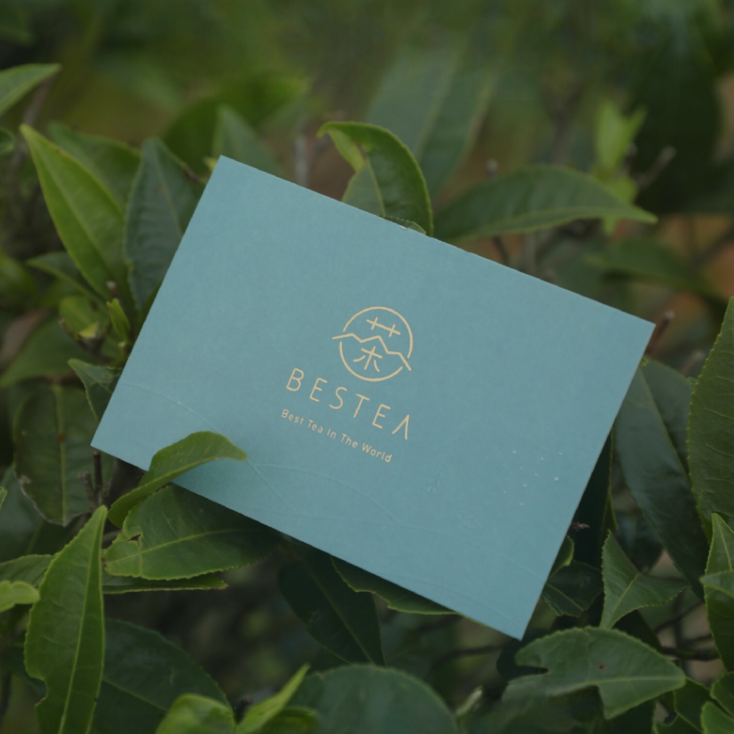 【Branded Greeting Cards】 Gift Cards: Brewing Good Tea for You