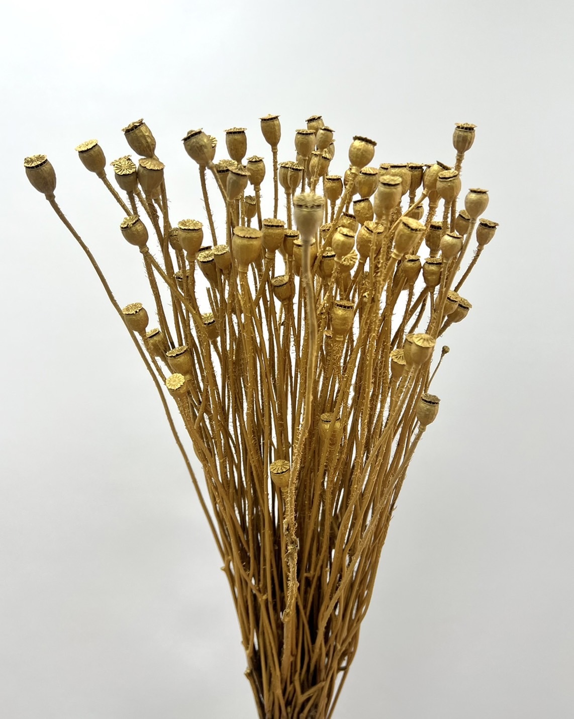 乾燥雪莉罌粟(霧金)