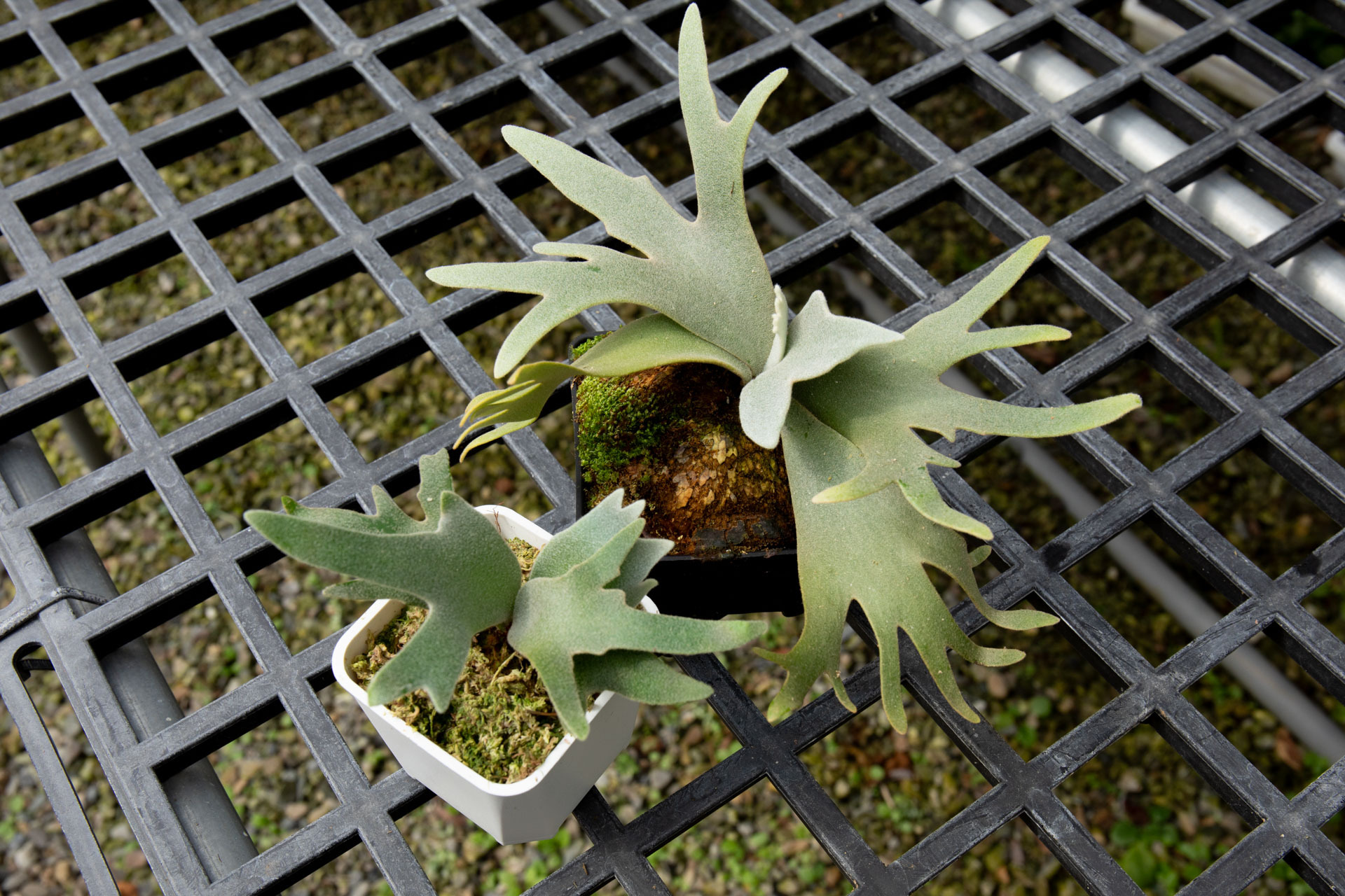 P.willinckii 'Jade girl' sporeling
