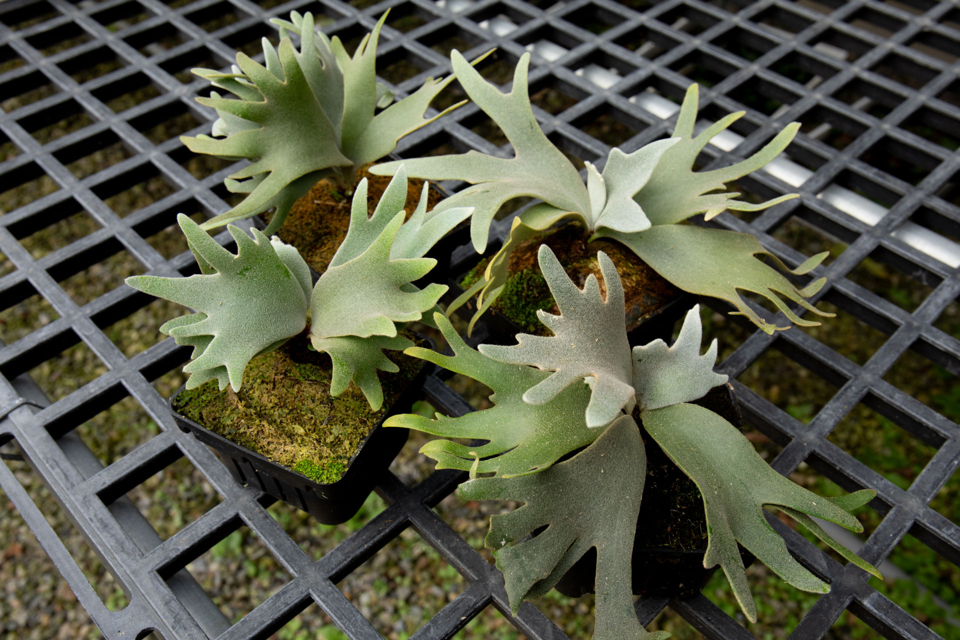 P.willinckii 'Jade girl' sporeling