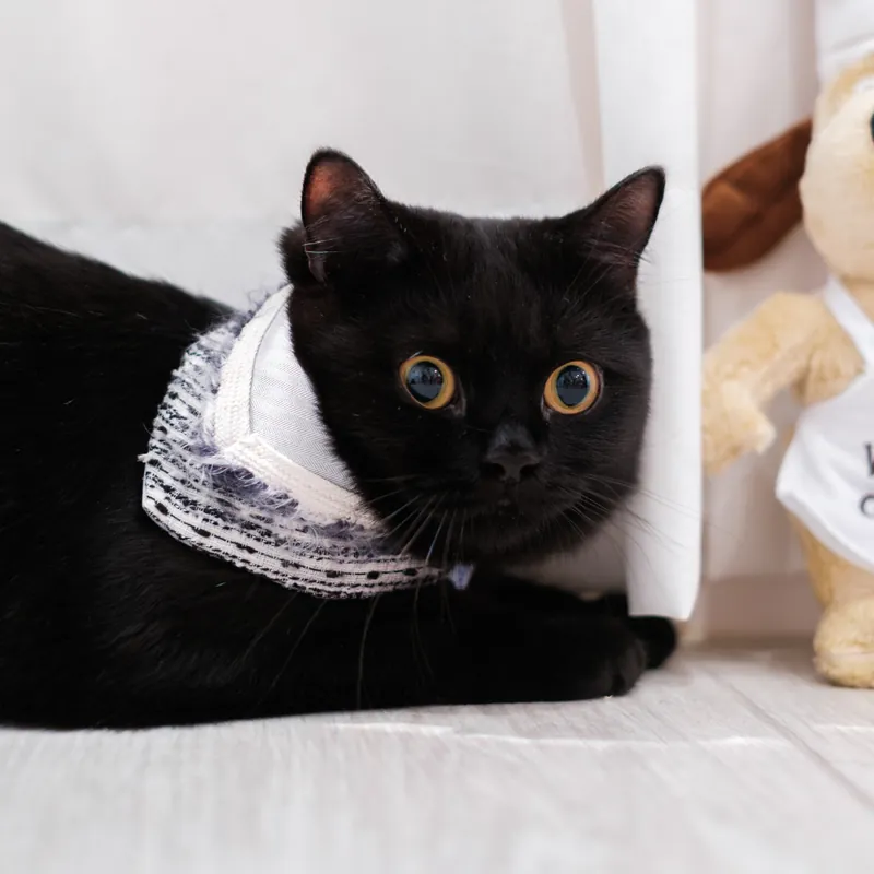 PuriPuri® 寵物領巾 -芝麻冰旋風