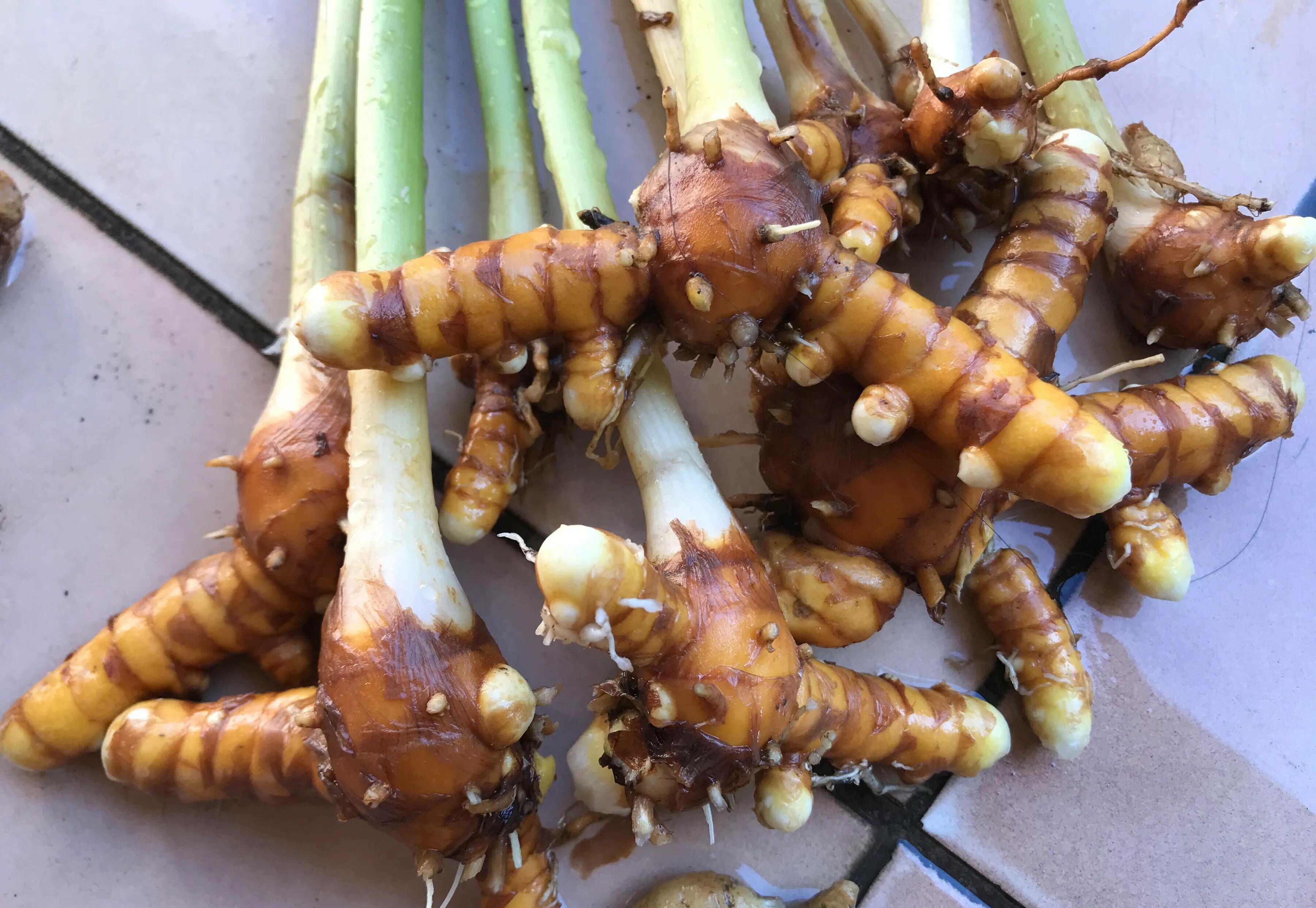 Local Organic Turmeric (CATTY)