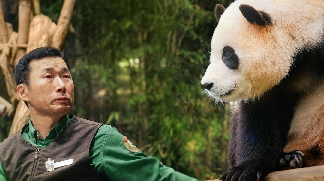 再．見熊貓福寶