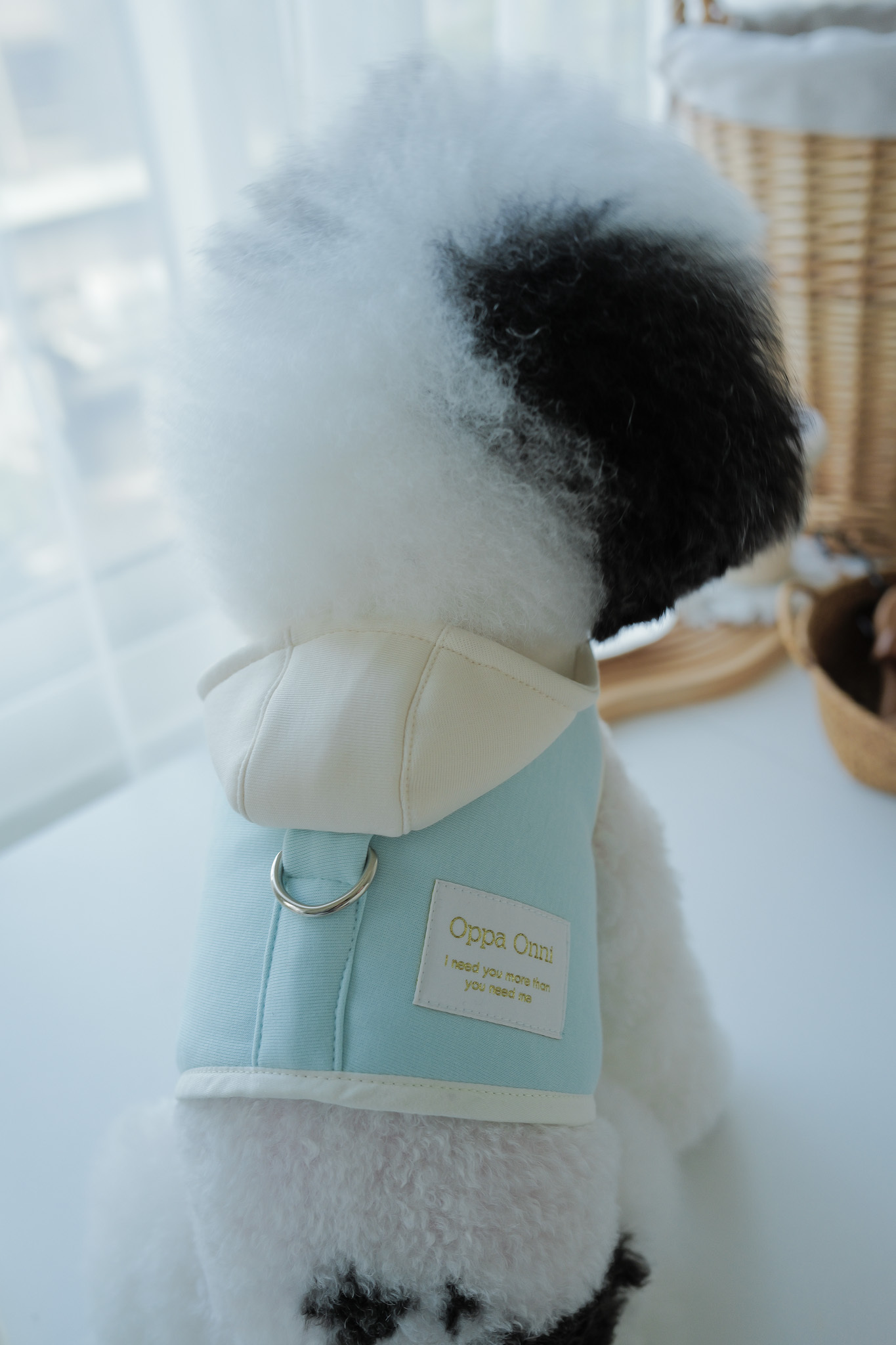 撞色帽T胸背 - 藍白