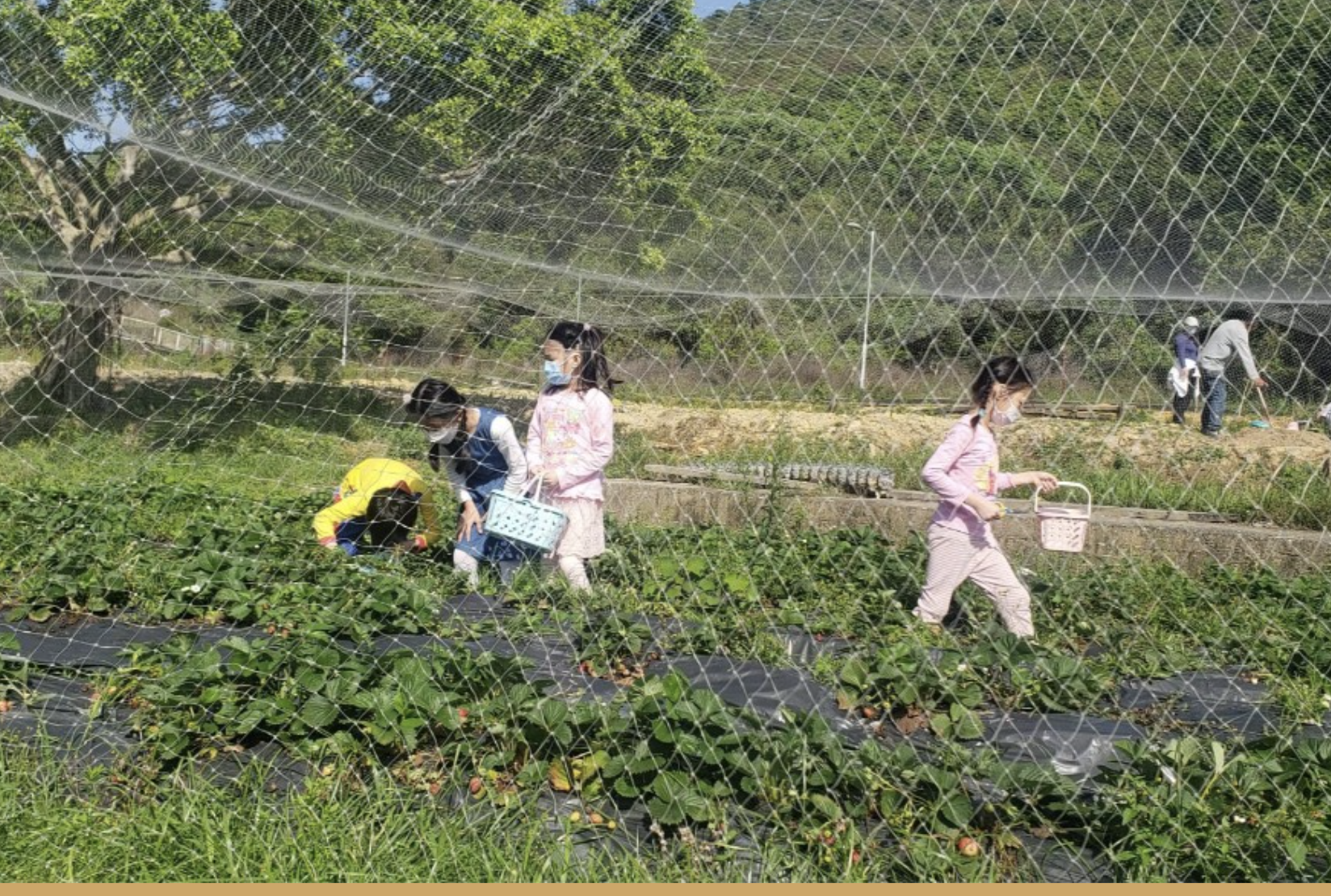 親子採摘士多啤梨