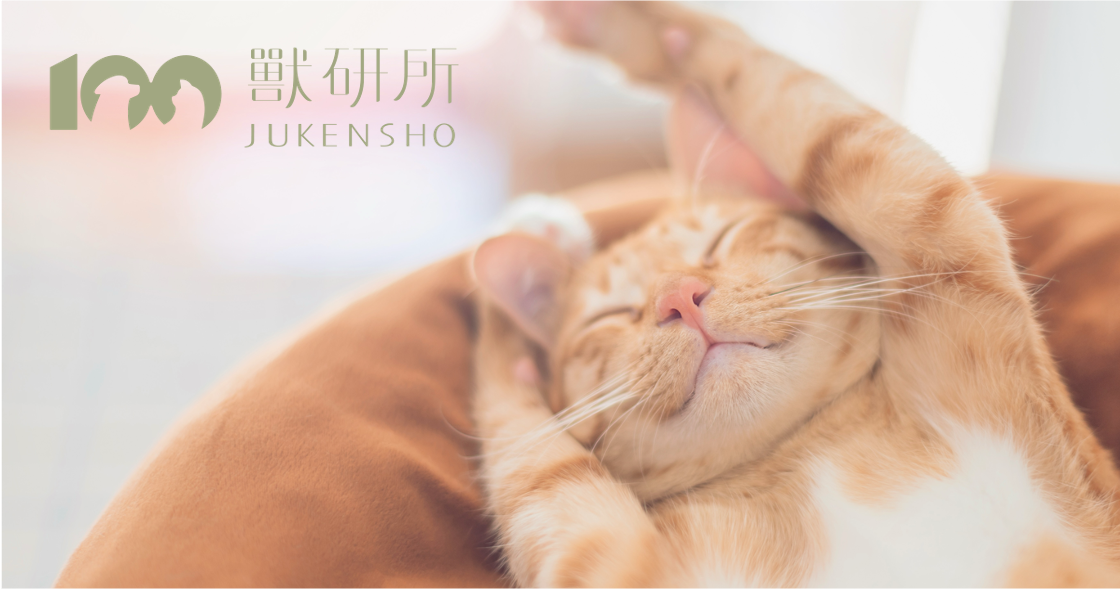 health-cat-happily-sleeping