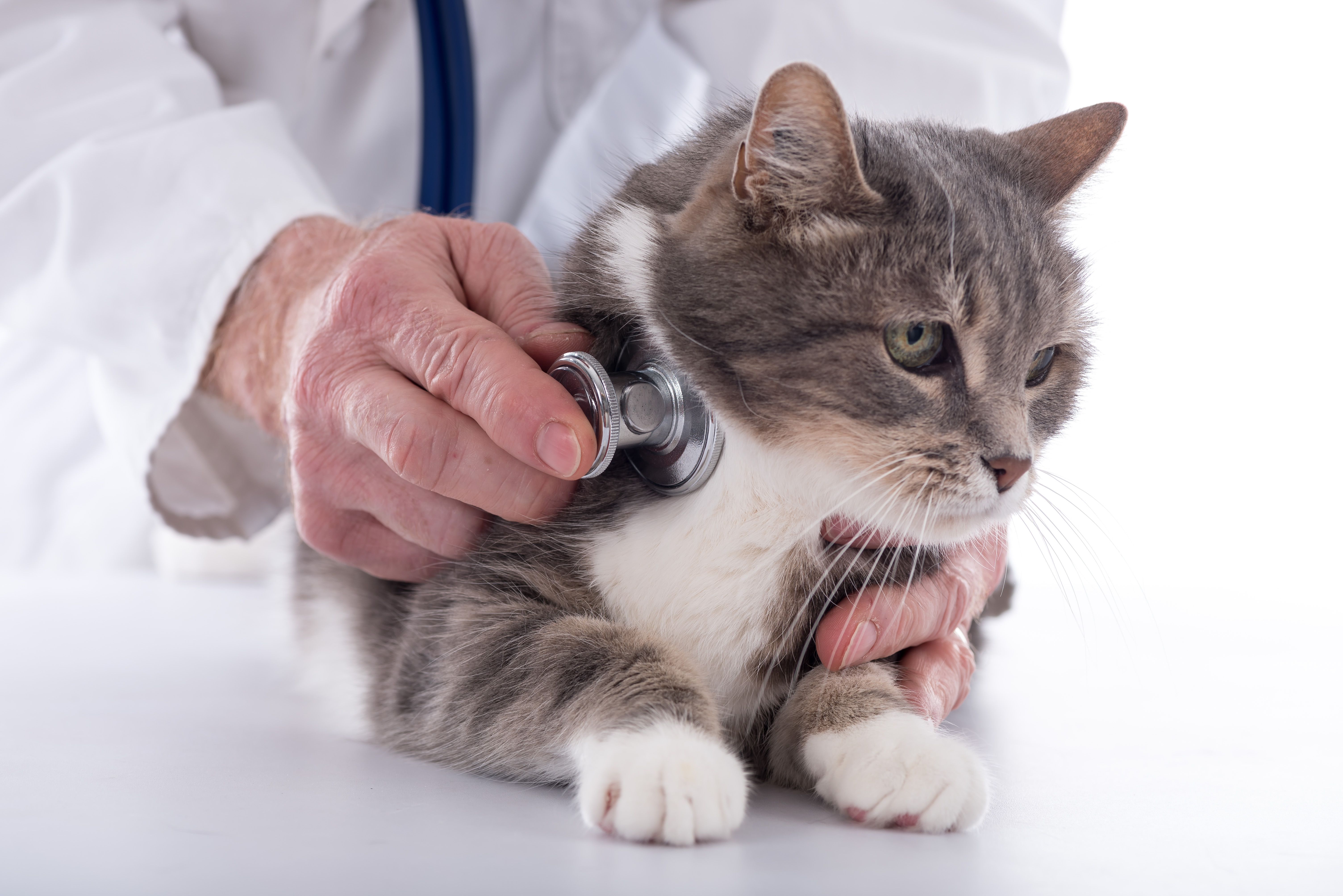 cat-getting-health-check