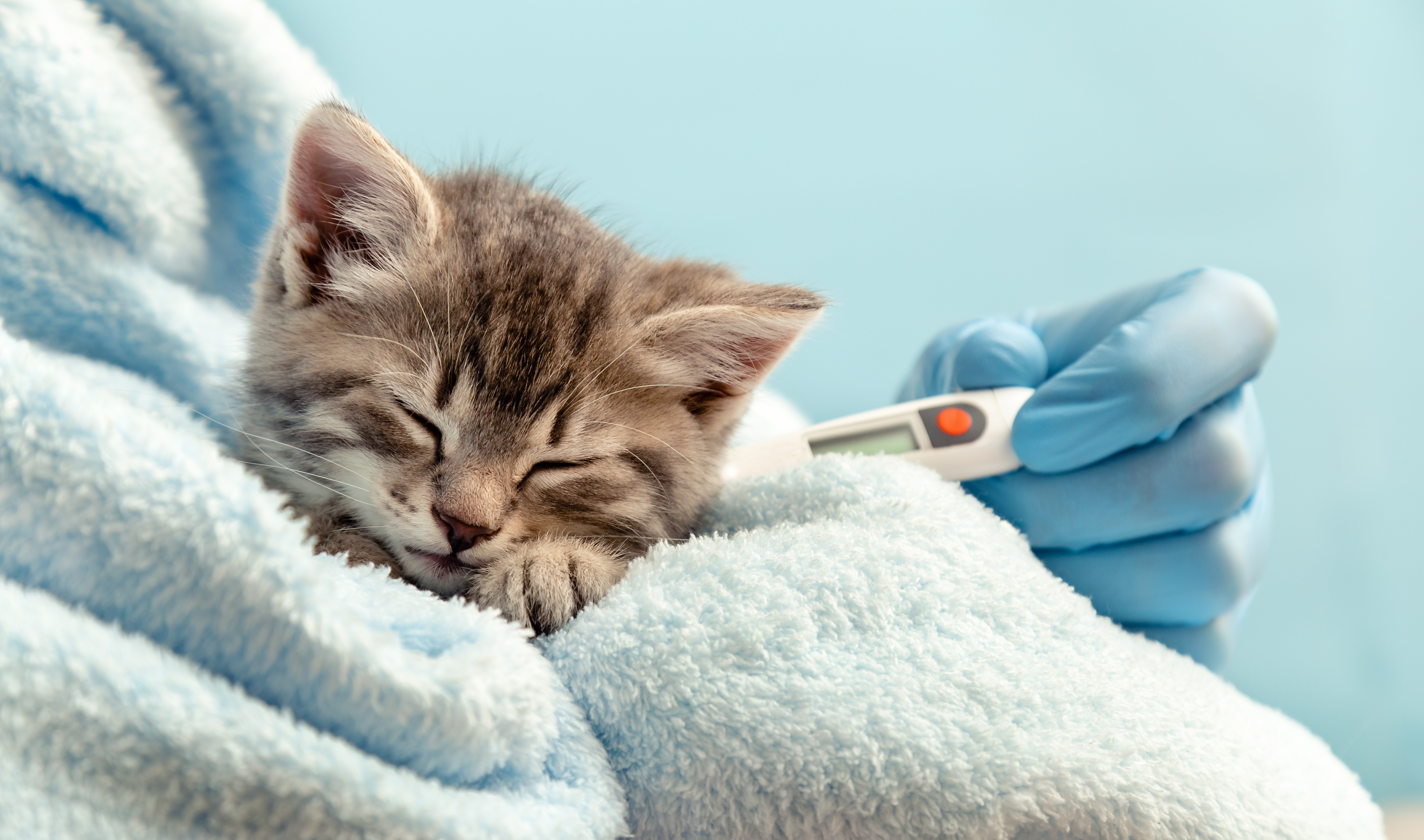 sick-cat-getting-temperature-measurement