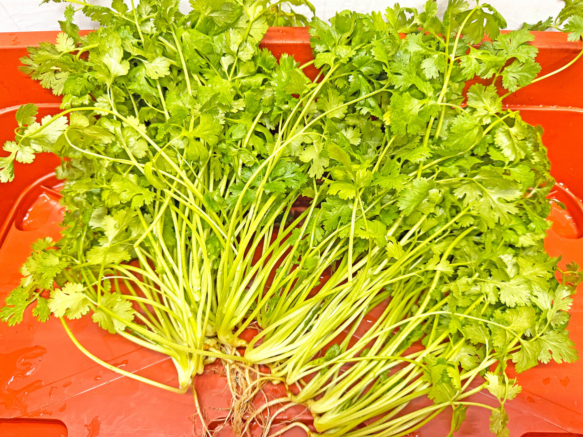 熊老闆無毒土耕蔬菜-芫荽(香菜)