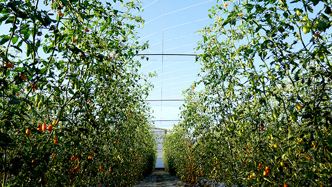 良好的田間管理