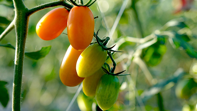 橙蜜香小番茄不透過藥物催熟