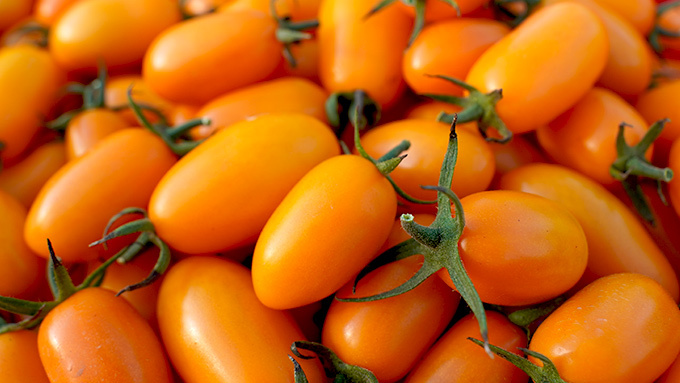 橙蜜香小番茄清晨採收下午出貨