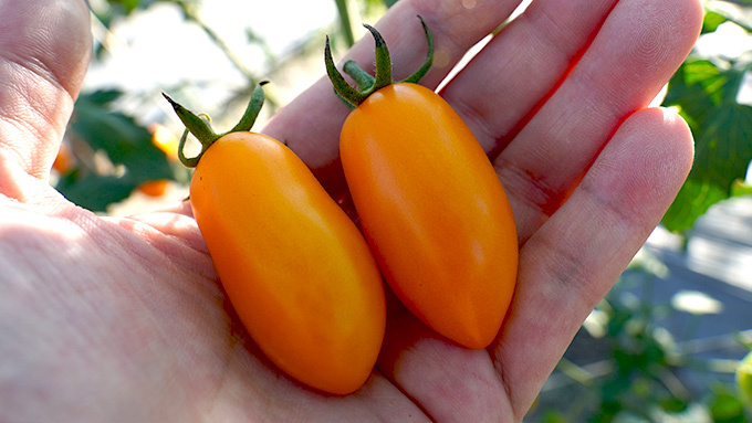 剔除小果僅出貨中大果