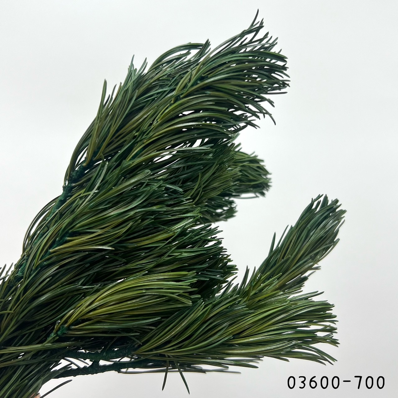 日本不凋五葉松 03600-700