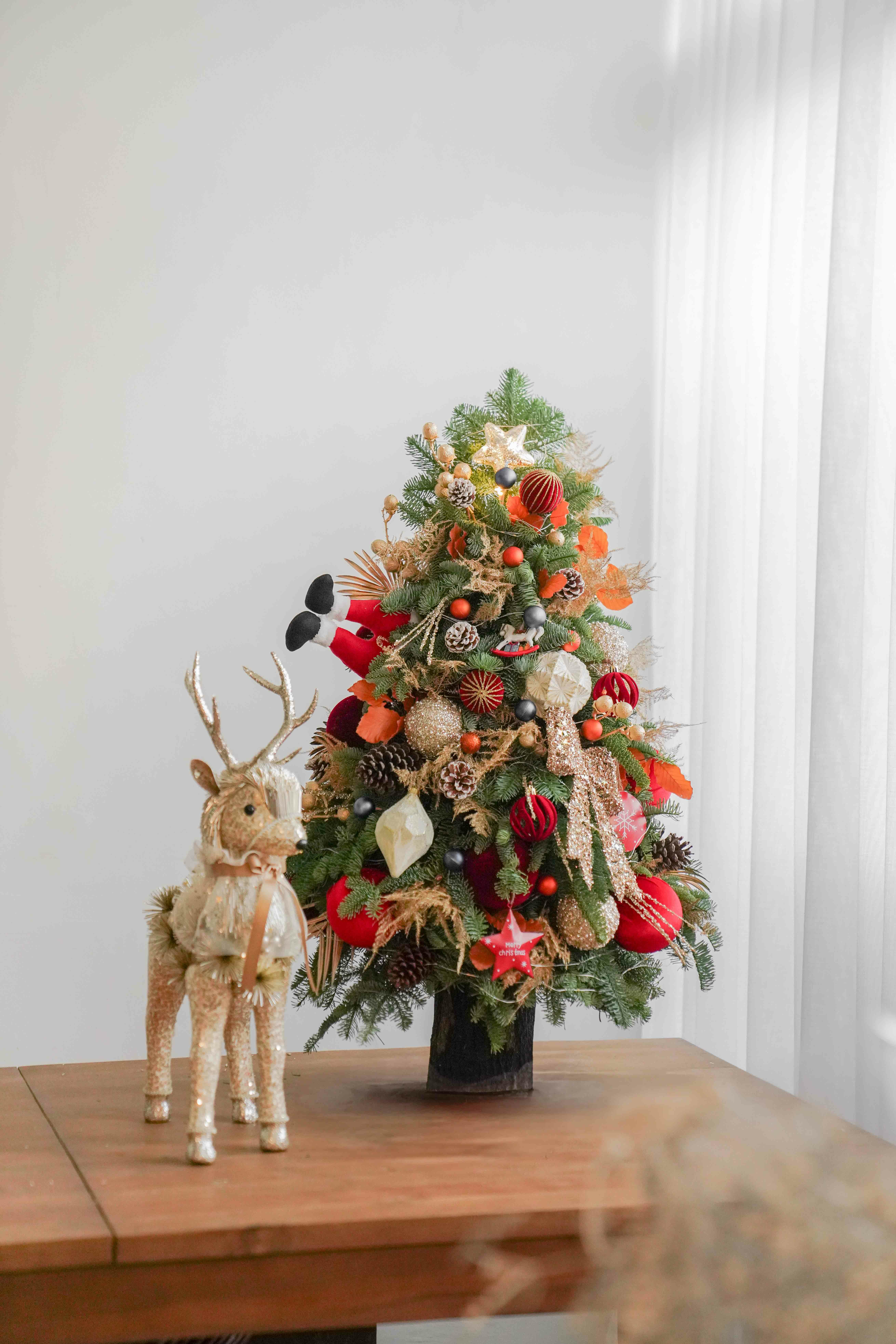 【 新鮮 】璀璨聖誕・諾貝松聖誕樹