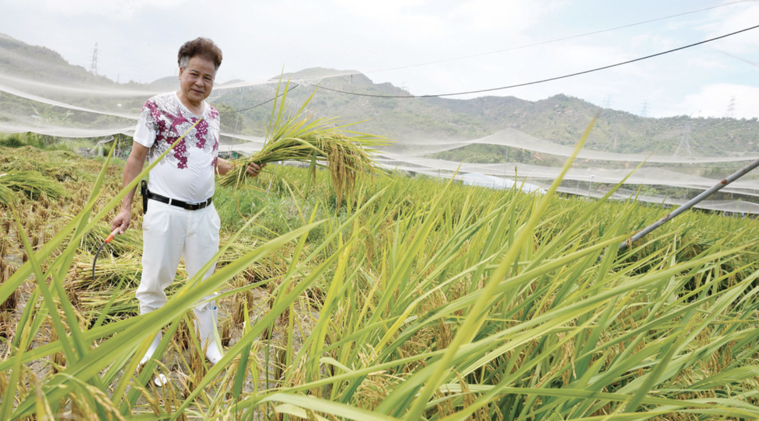 【本地有機】大棠復育清朝貢米「元朗絲苗」　結合NFT保育種植生境