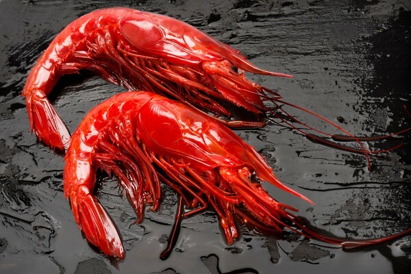 西班牙野生刺身級大紅蝦 (8-10 / 1kg+)