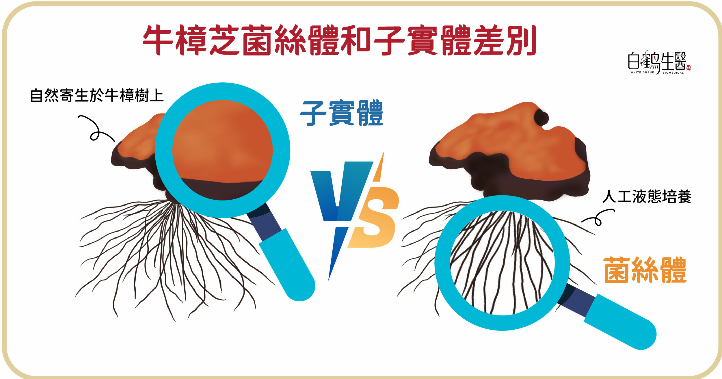 牛樟芝子實體與菌絲體差異——自然寄生與人工液態培養的比較