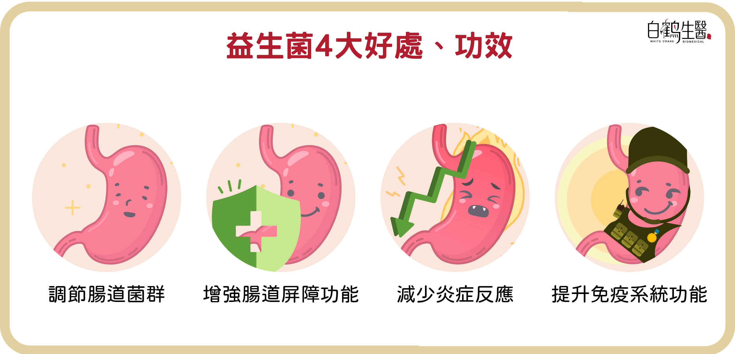 益生菌4大好處，包含調節腸道菌群、增強腸道屏障功能、減少炎症反應、提升免疫系統功能