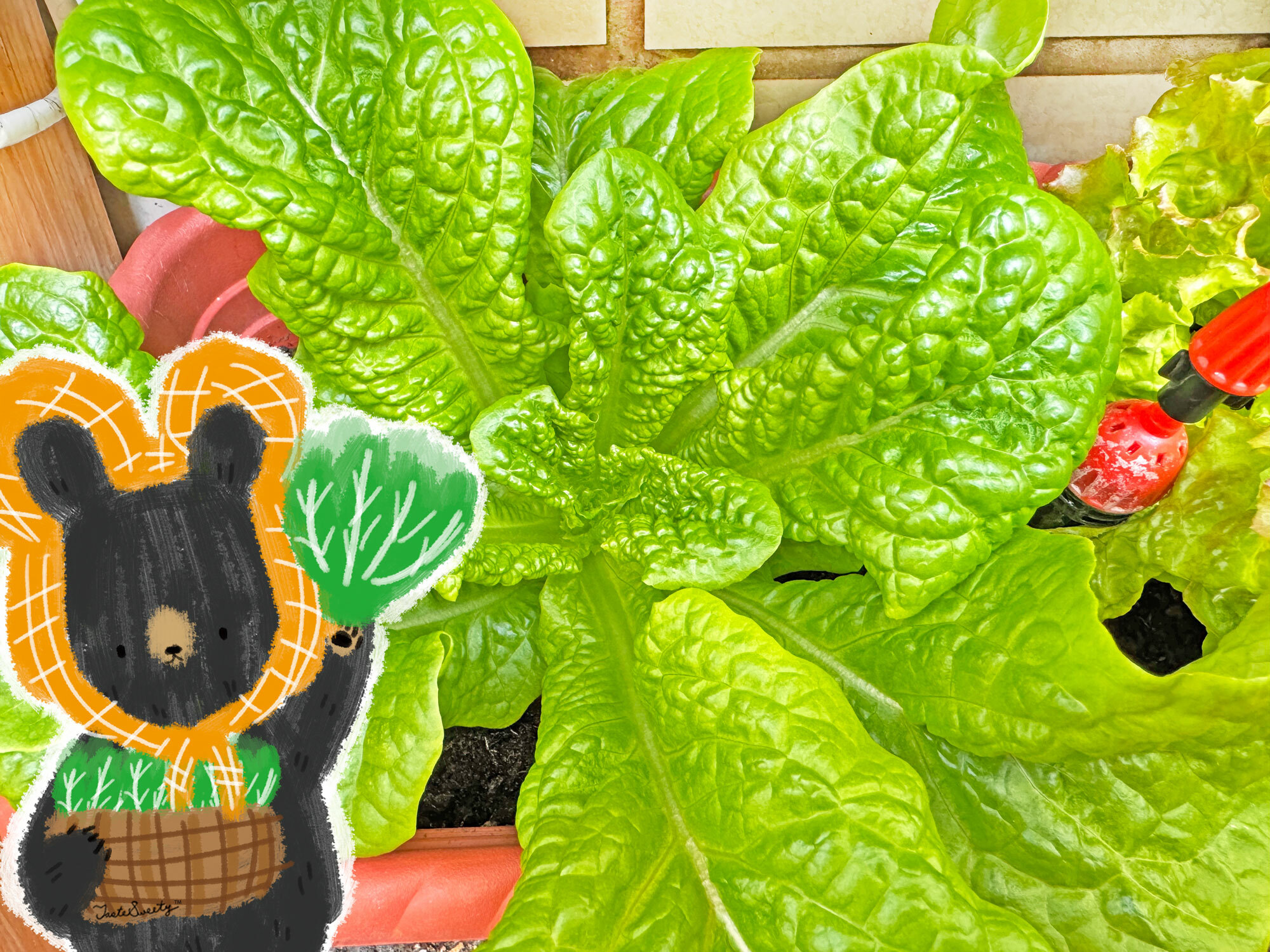 熊老闆無毒土耕蔬菜-青裙萵苣