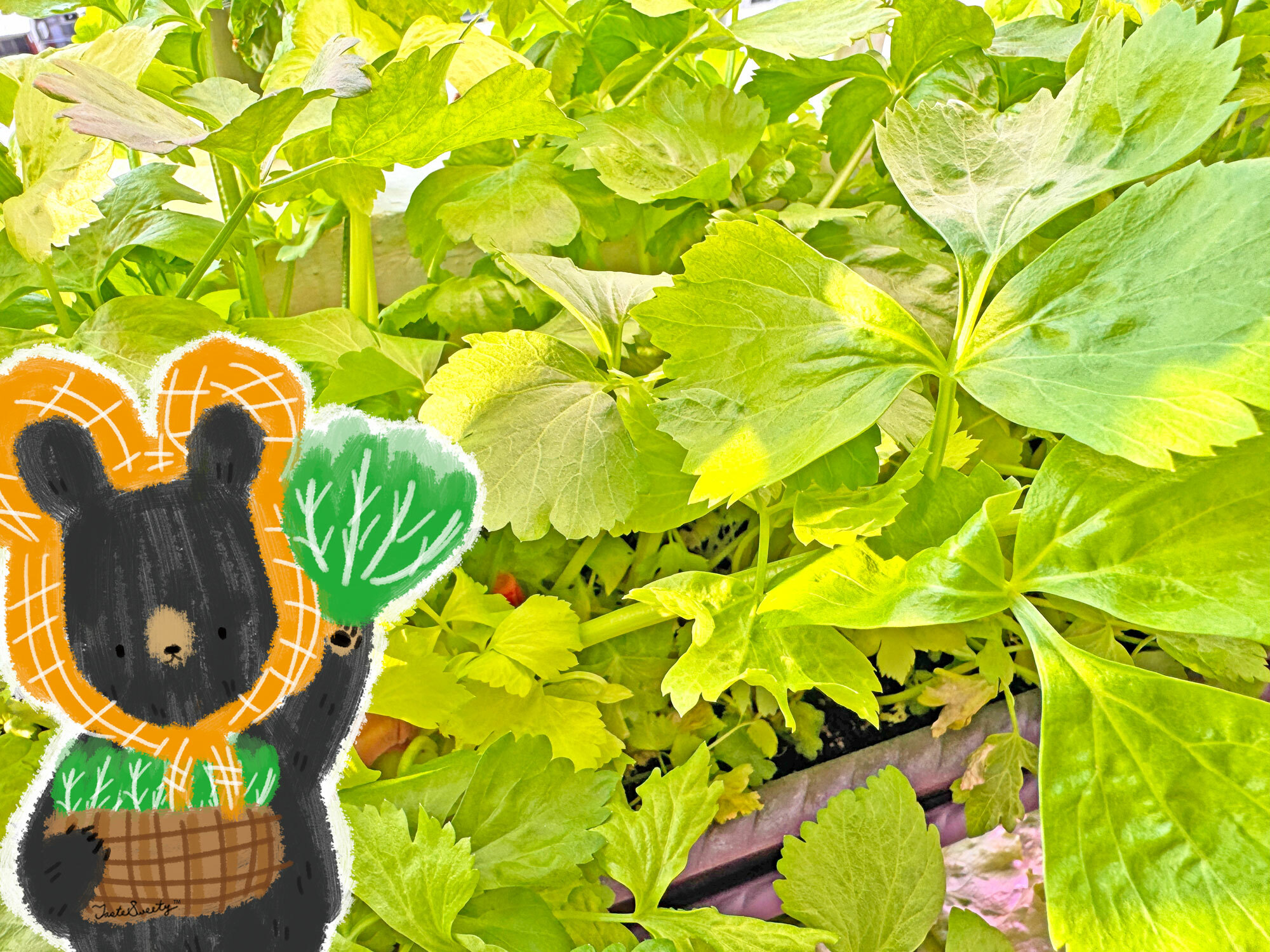 熊老闆無毒土耕蔬菜-芹菜