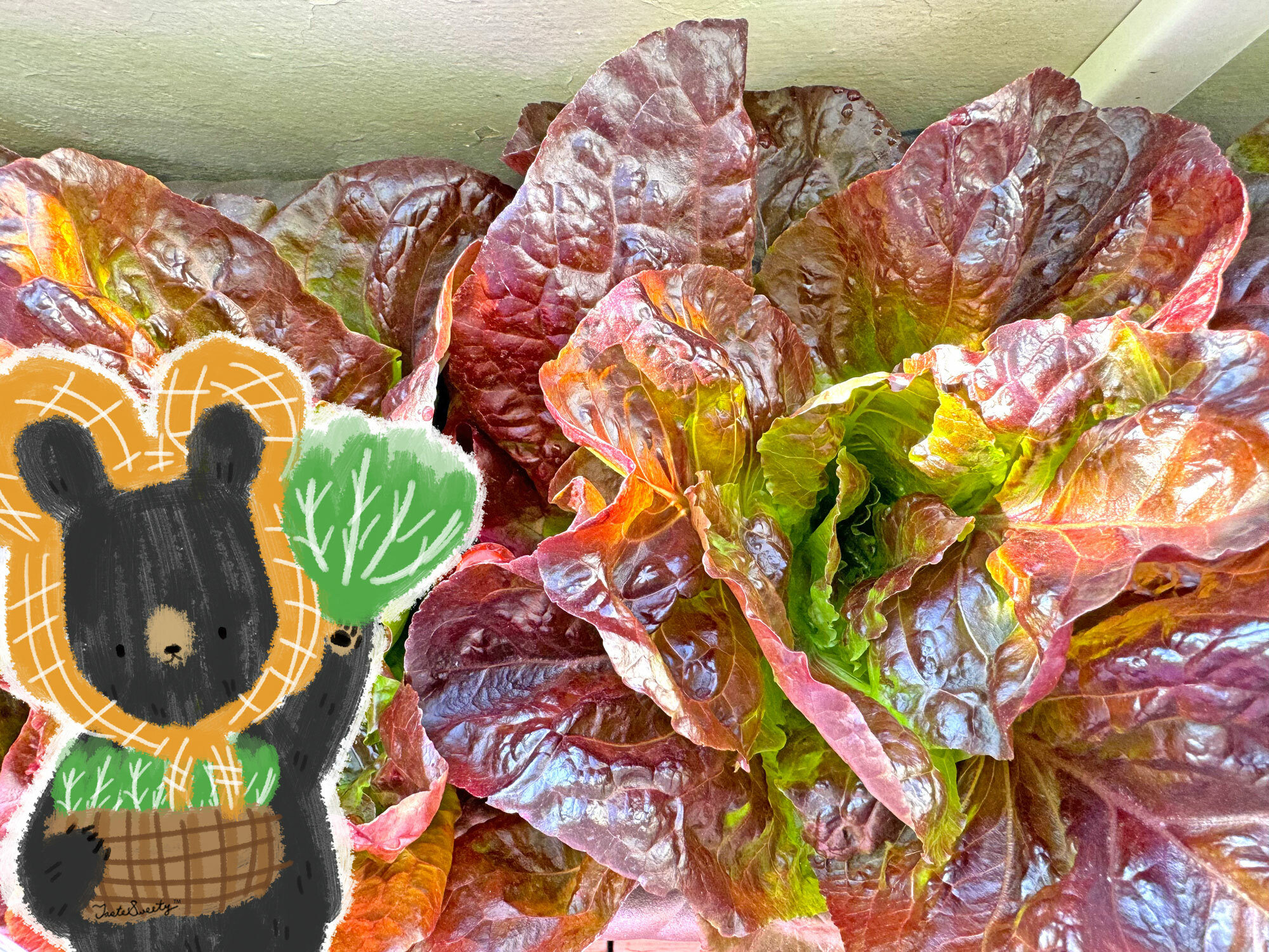 熊老闆無毒土耕蔬菜-紅蘿蔓萵苣