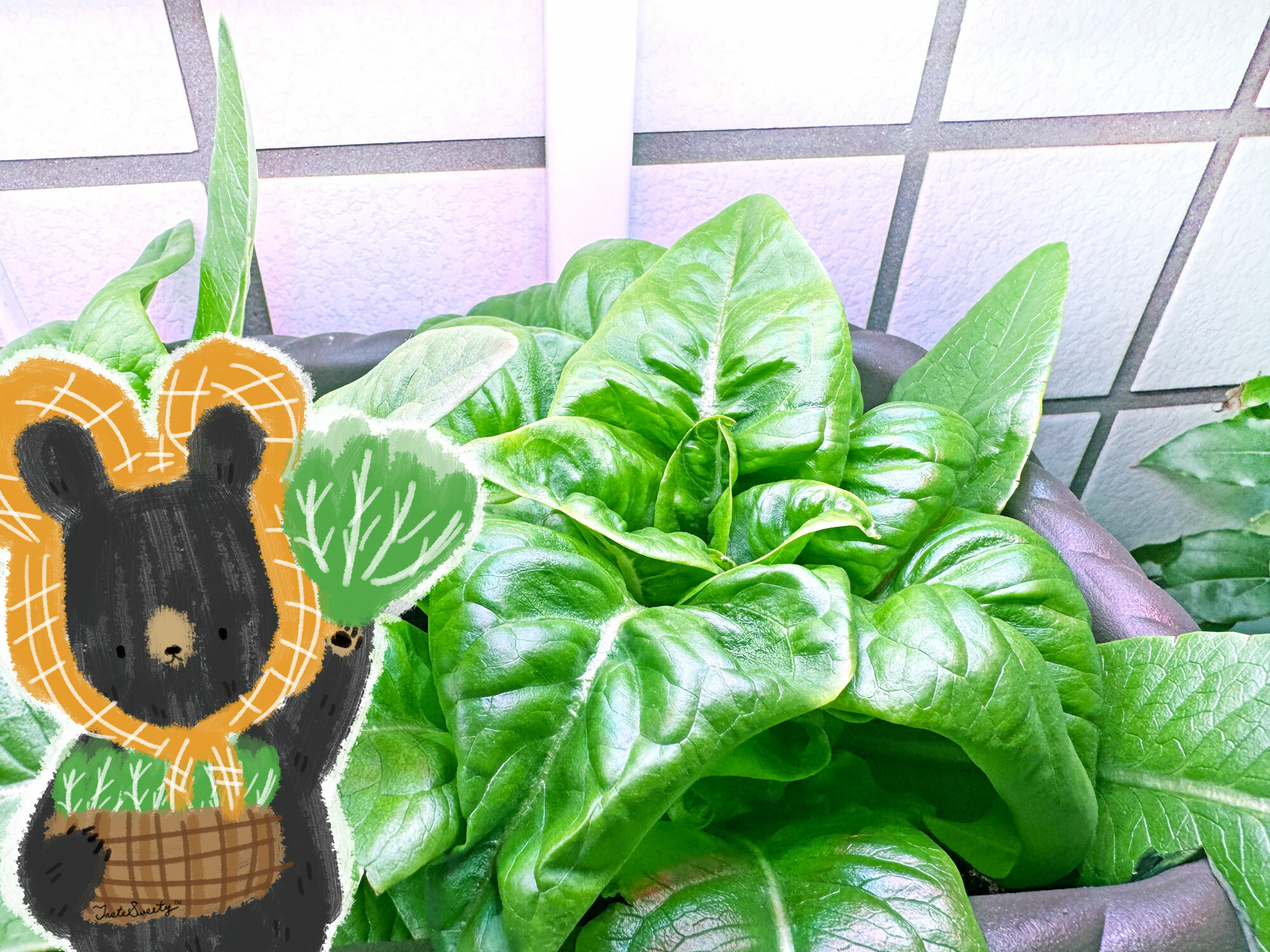 熊老闆無毒土耕蔬菜-鹿舌萵苣