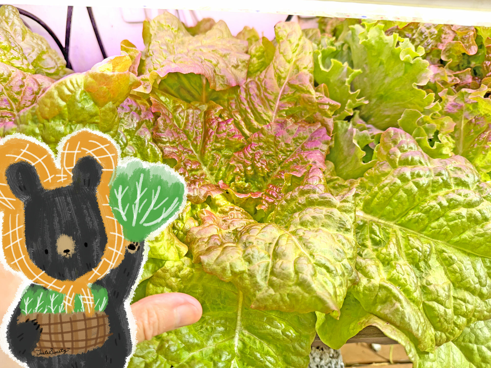 熊老闆無毒土耕蔬菜-紅裙萵苣