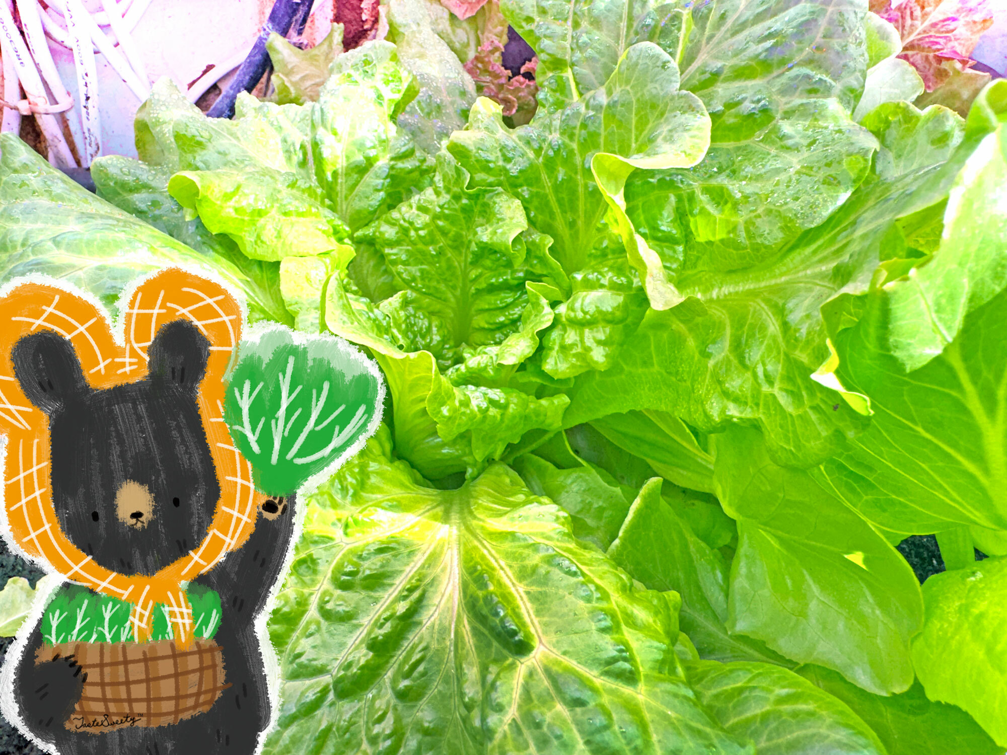 熊老闆無毒土耕蔬菜-福山萵苣